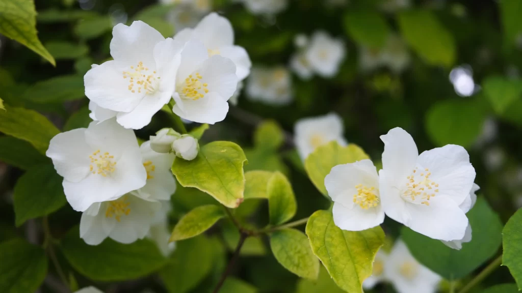 Jasmine White Petals Yellow Stamen Green warm Leaves