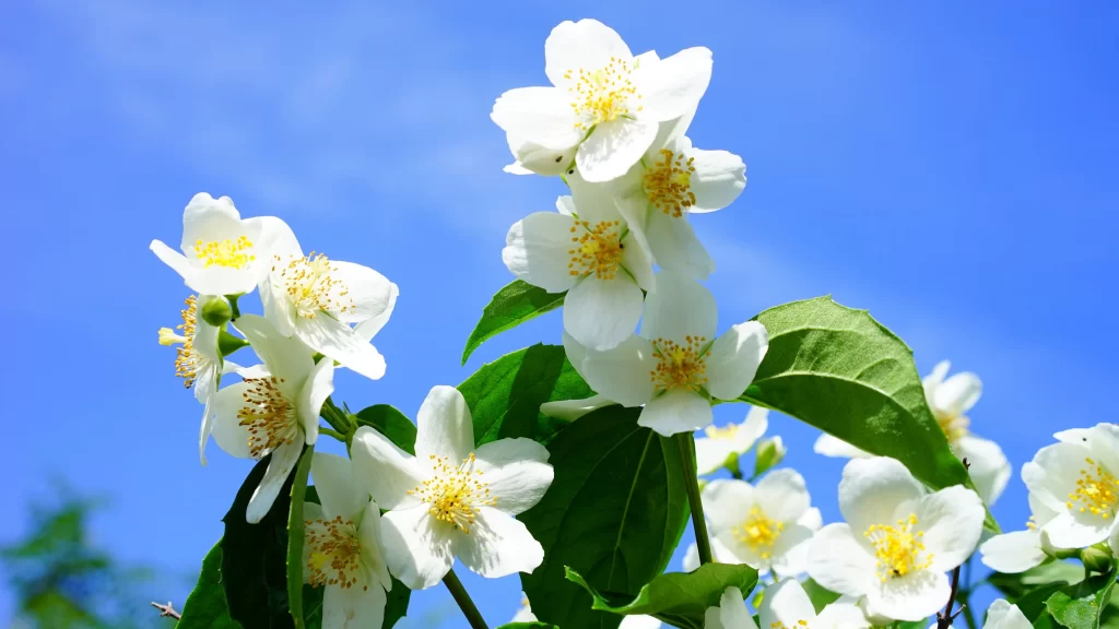 Jasmine White Petals Yellow Center Green Leaves Blue cool Sky