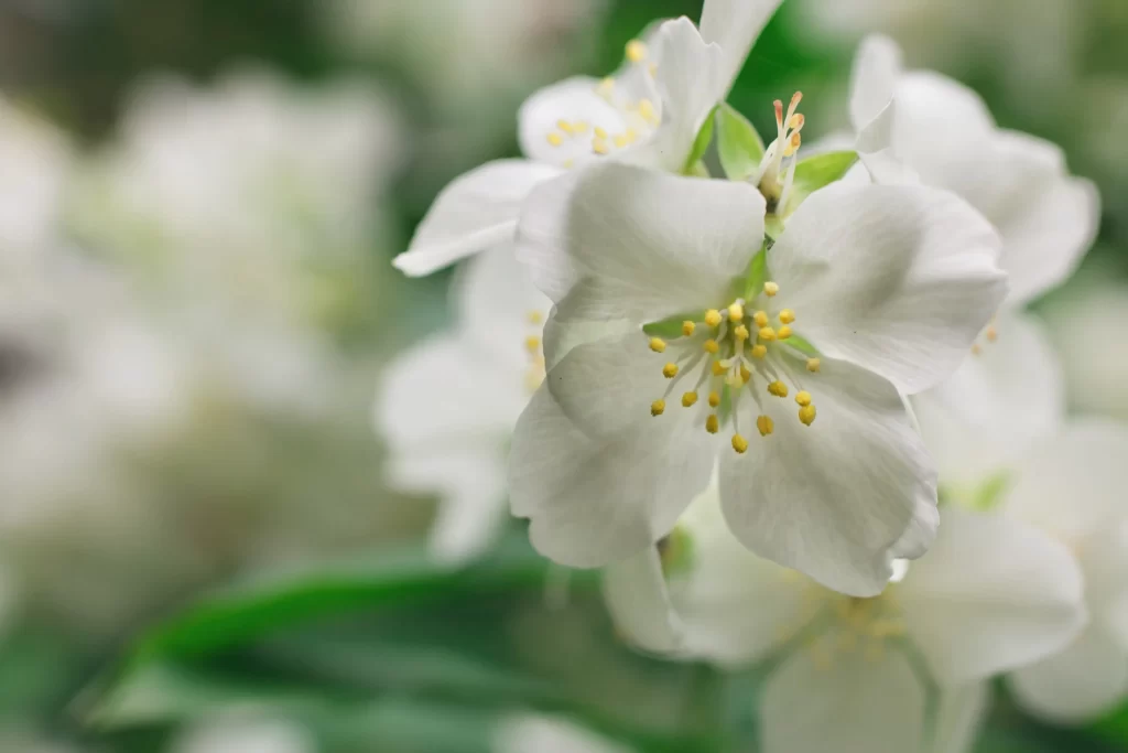 Jasmine White Petals Yellow Stamen Green gray Leaves