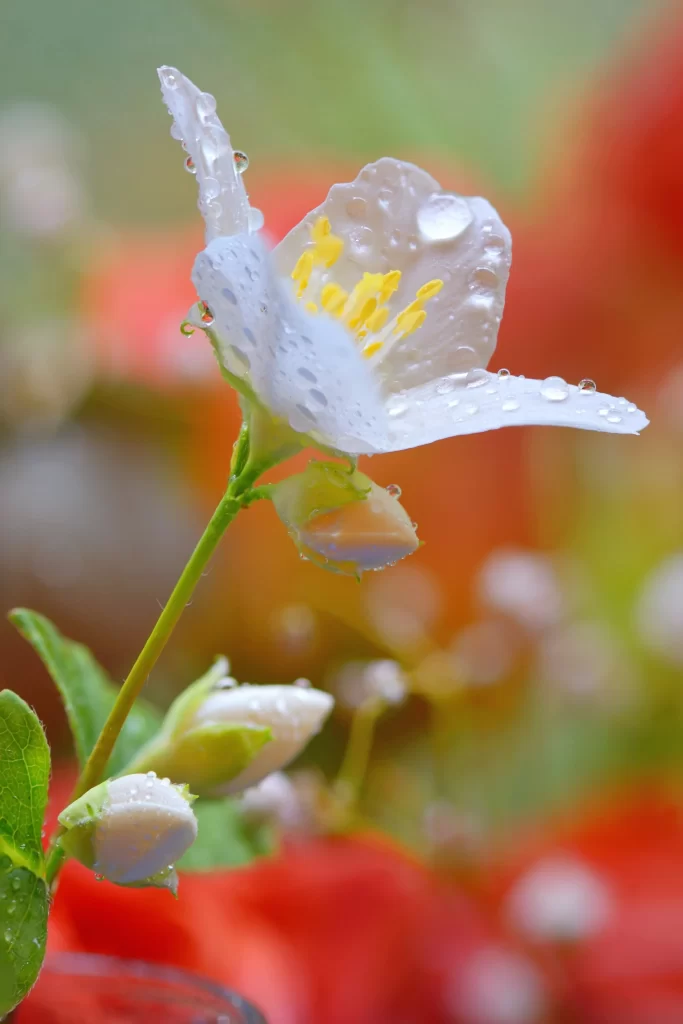 Jasmine White Petals Yellow Stamen Green Leaves Red Background
