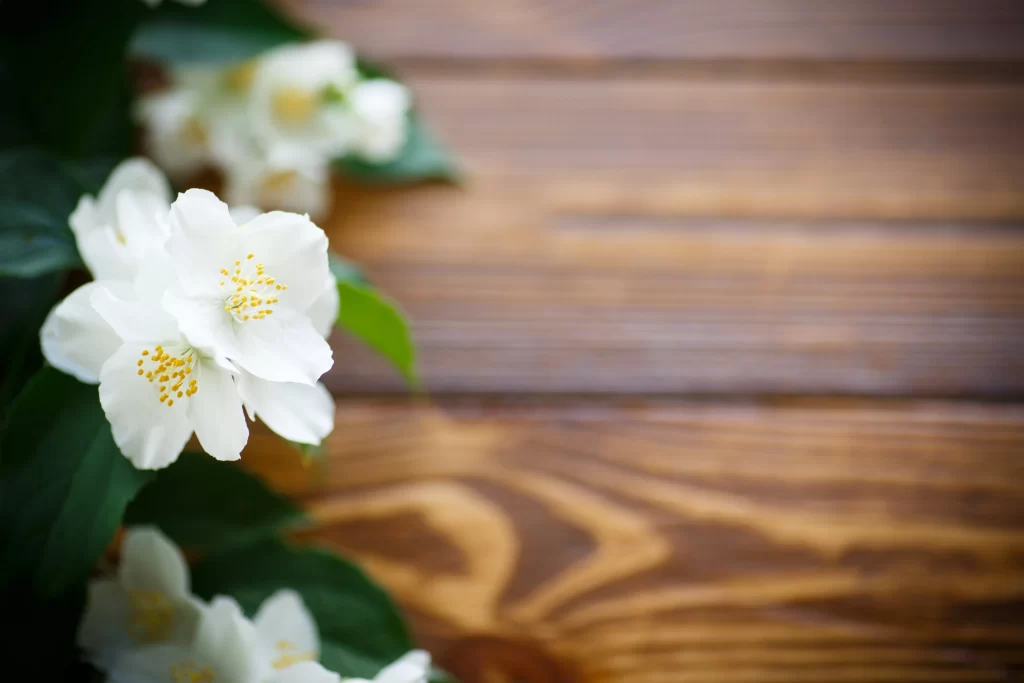Jasmine White Petals Yellow Stamen Green Leaves Brown Wood