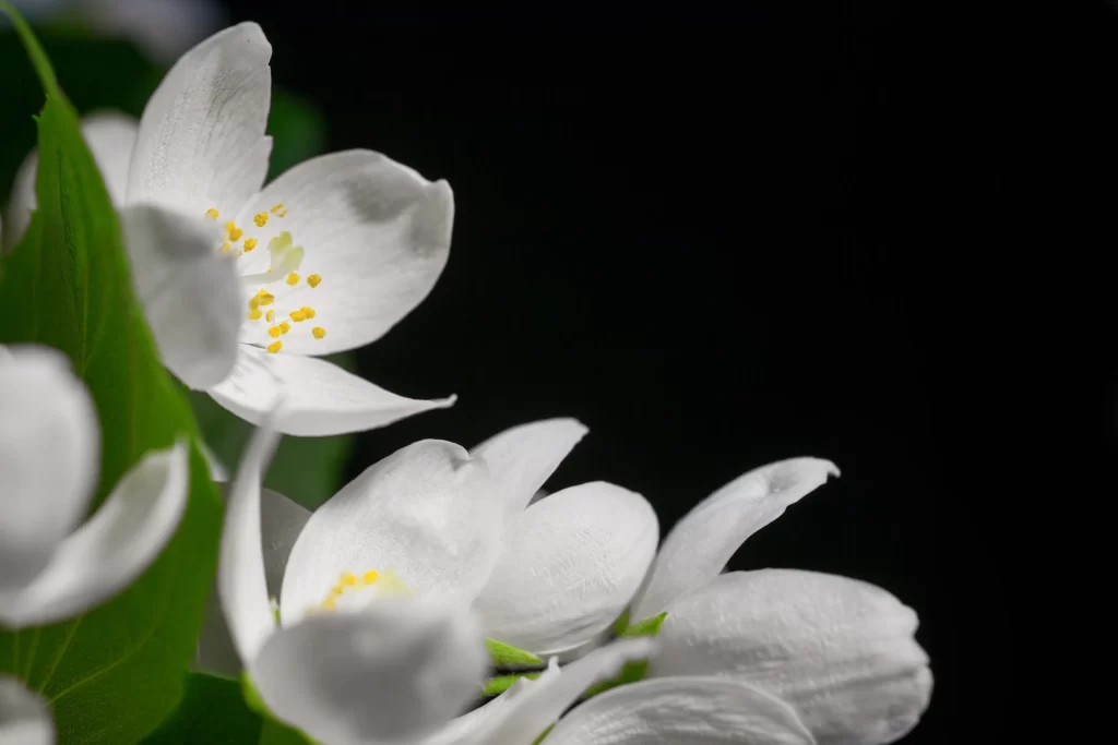 Jasmine White Petals Yellow Stamen Green gray Leaves