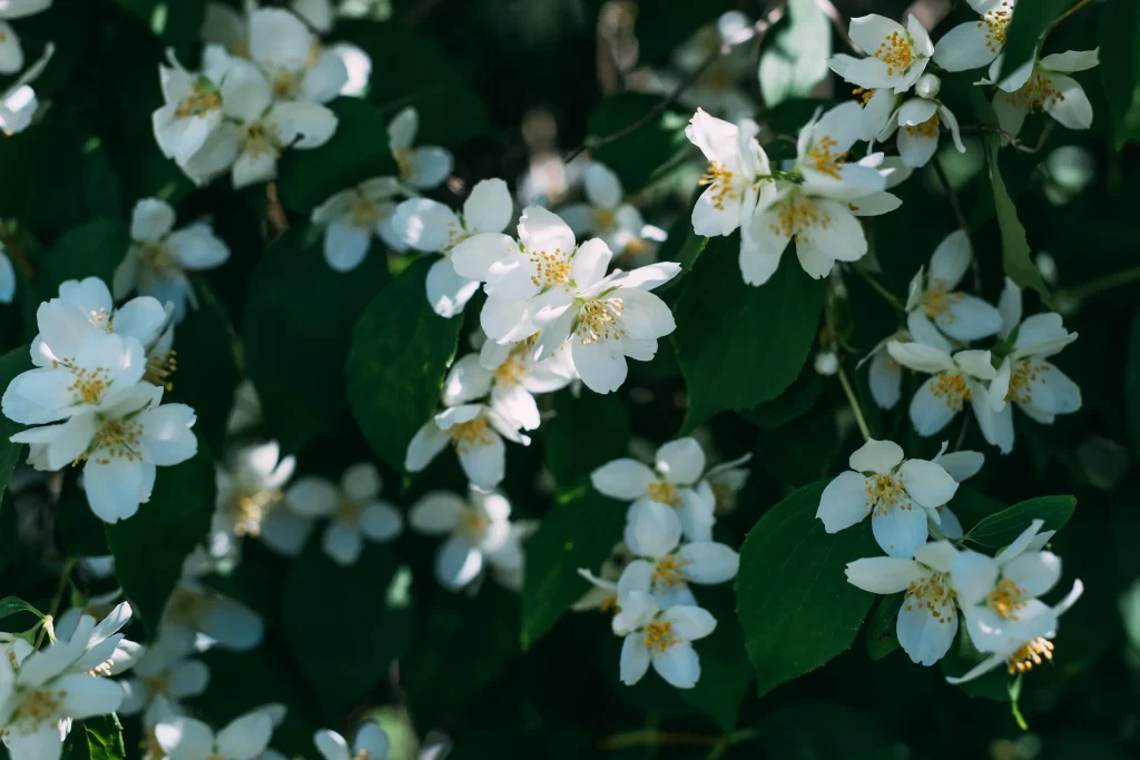 Jasmine White Petals Yellow Stamen Green gray Leaves
