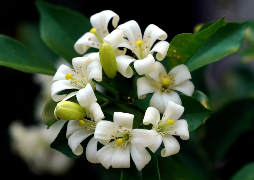 Jasmine White Petals Yellow Stamen Green gray Leaves