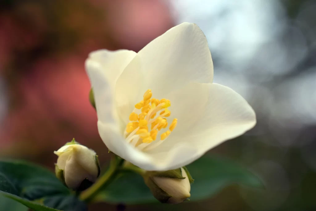 Jasmine White Petals Yellow Stamen Green gray Leaves