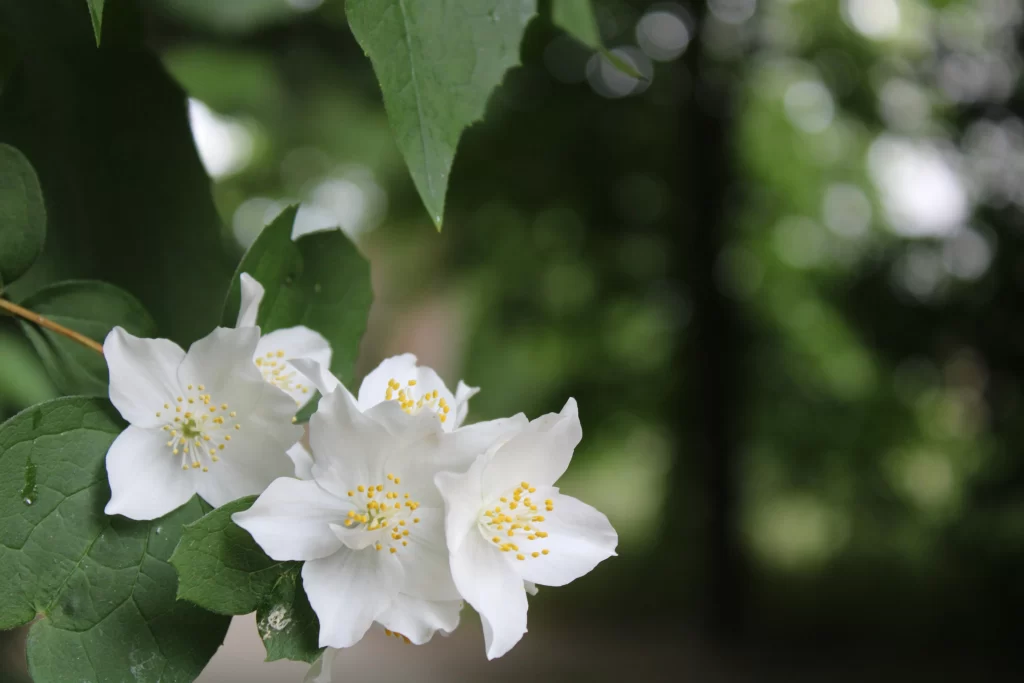 Jasmine White Petals Yellow Stamen Green gray Leaves