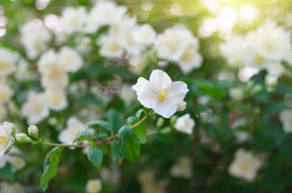 Jasmine White Petals Yellow Center Green warm Leaves
