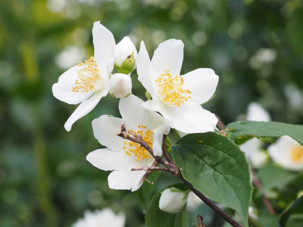 Jasmine White Petals Yellow Stamen Green warm Leaves