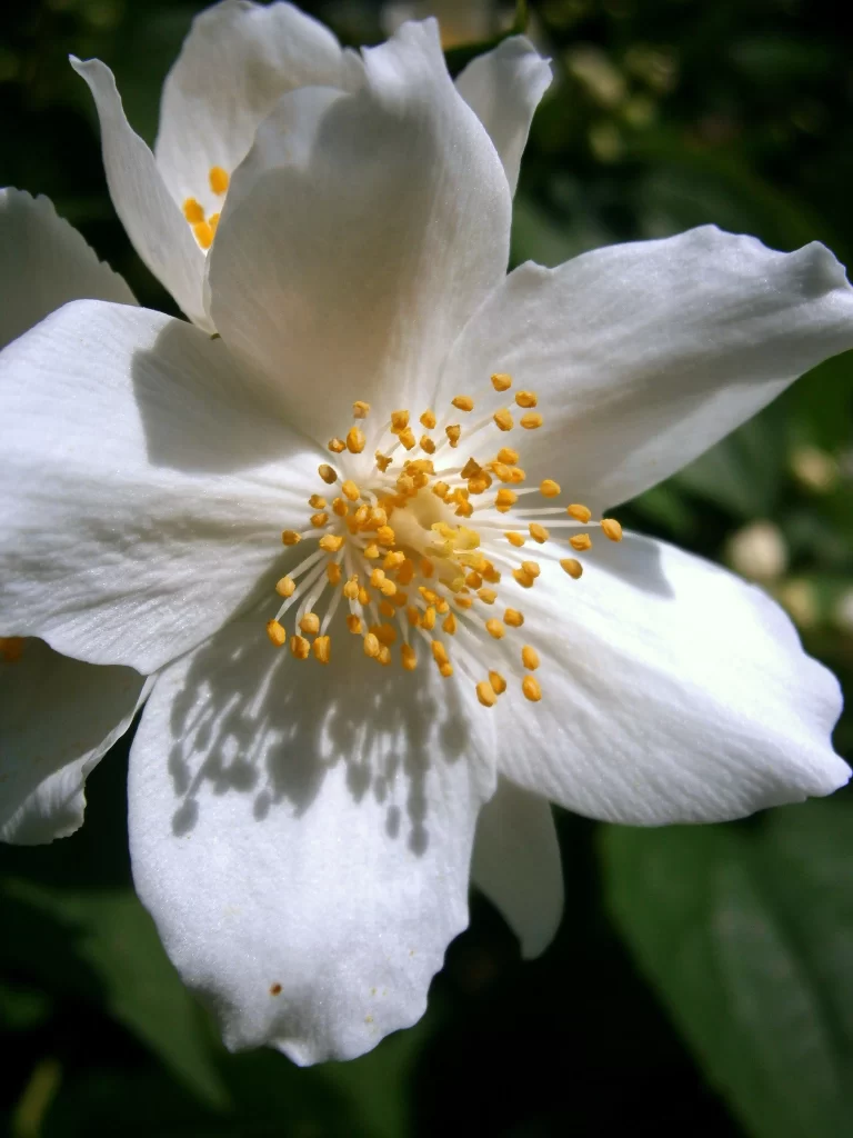 Jasmine White Petals Yellow Stamen Green gray Leaves