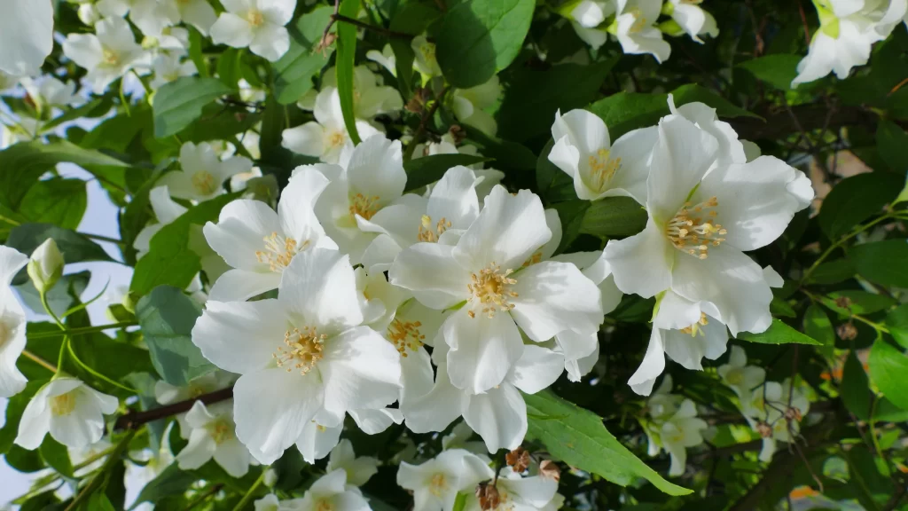 Jasmine White Petals Yellow Center Green warm Leaves