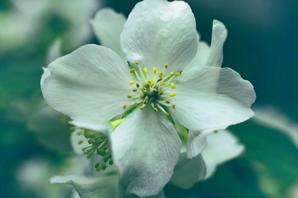 Jasmine White Petals Yellow Stamen Green cool Background