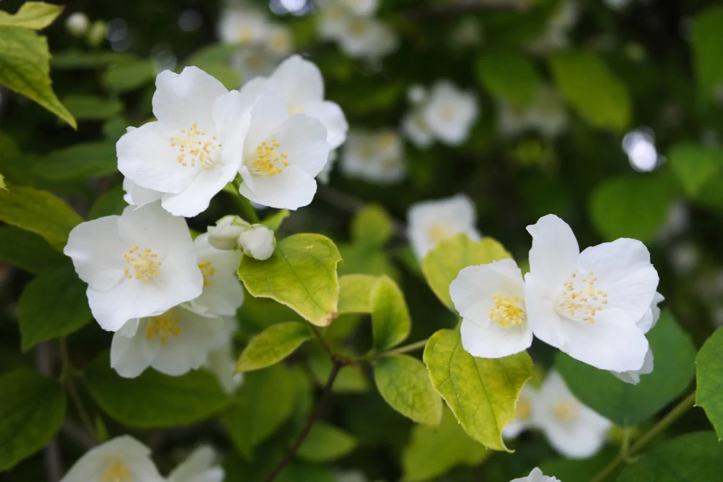 Jasmine White Petals Yellow Stamen Green warm Leaves