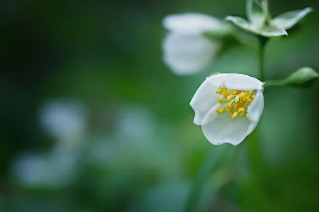 Jasmine White Petals Yellow Stamen Green cool Leaves