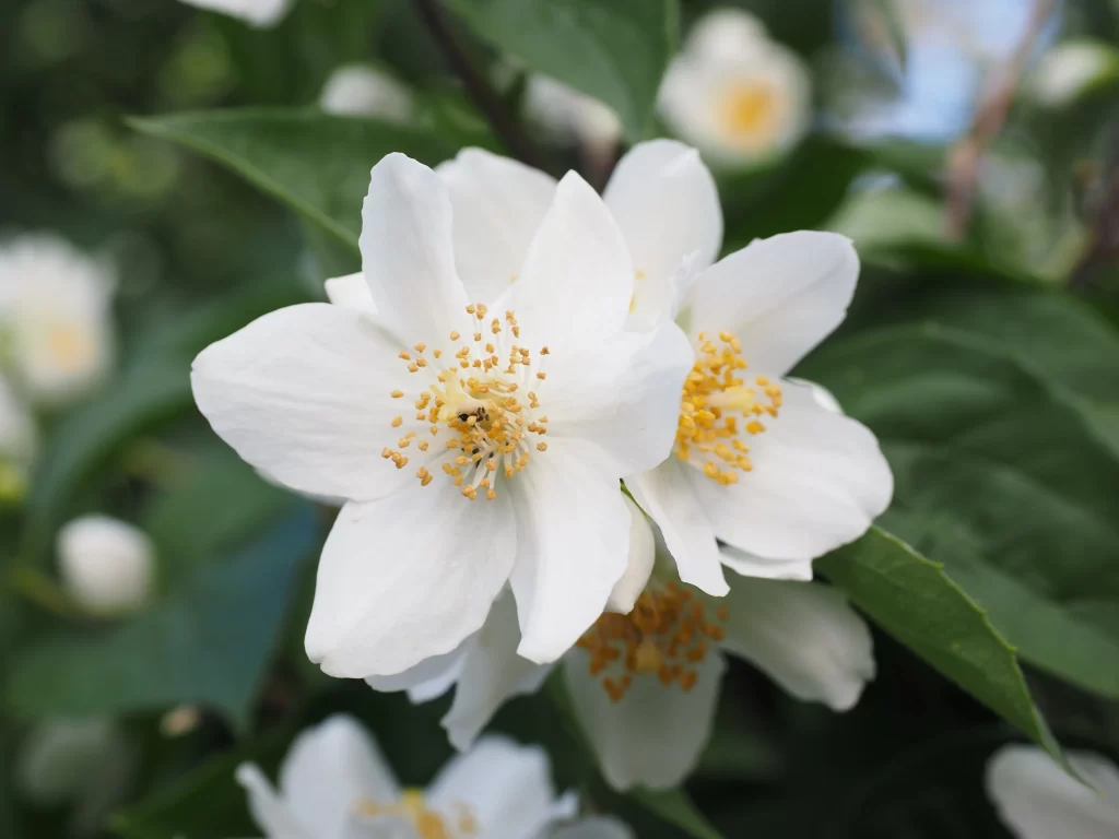 Jasmine White Petals Yellow Stamen Green gray Leaves