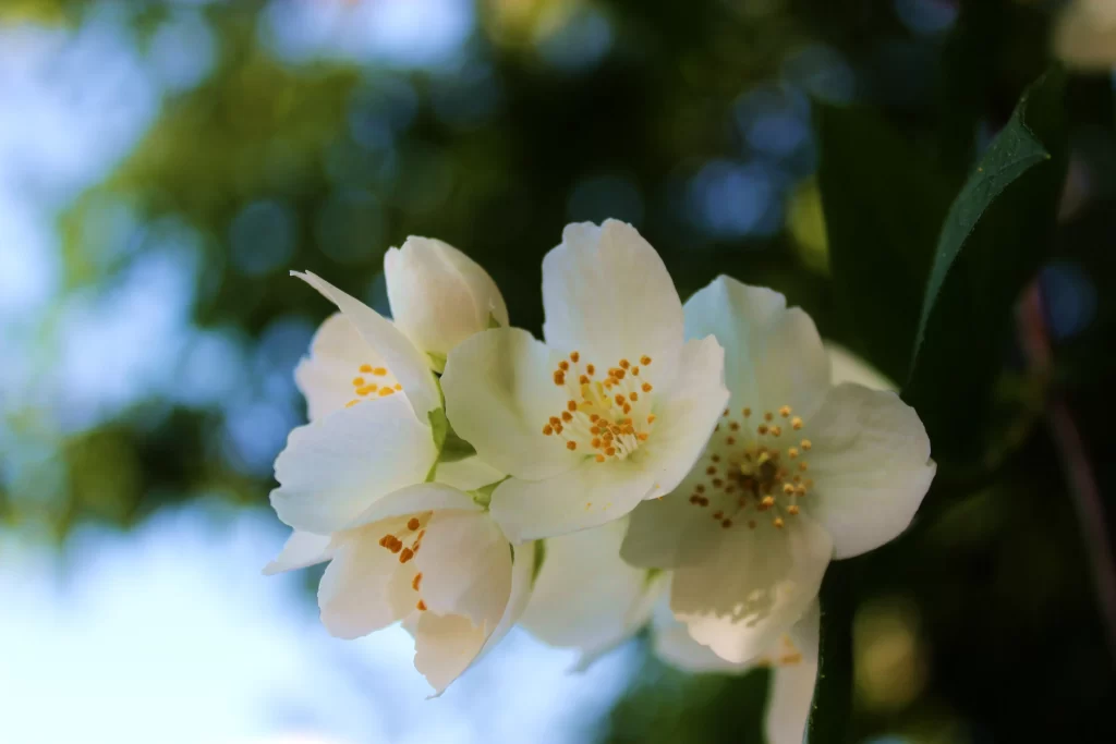 Jasmine White Petals Yellow Stamen Green gray Leaves