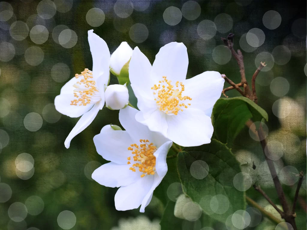 Jasmine White Petals Yellow Stamen Green gray Leaves