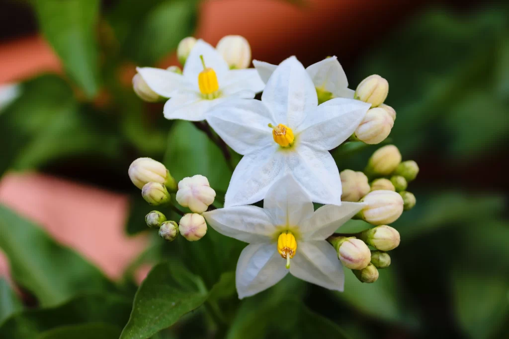 Jasmine White Petals Yellow Center Green warm Leaves