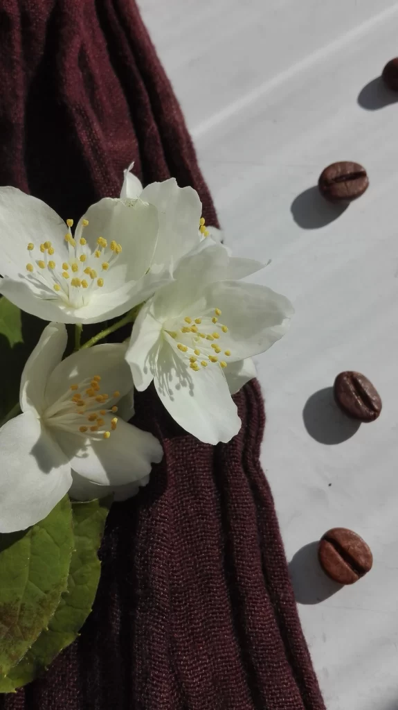 Jasmine White Petals Yellow Stamen Green Leaves Brown Coffee Beans