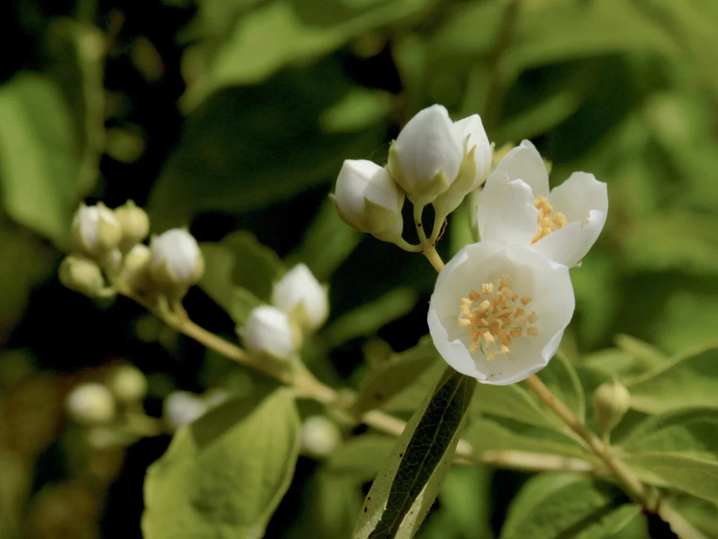Jasmine White Petals Yellow Stamen Green warm Leaves