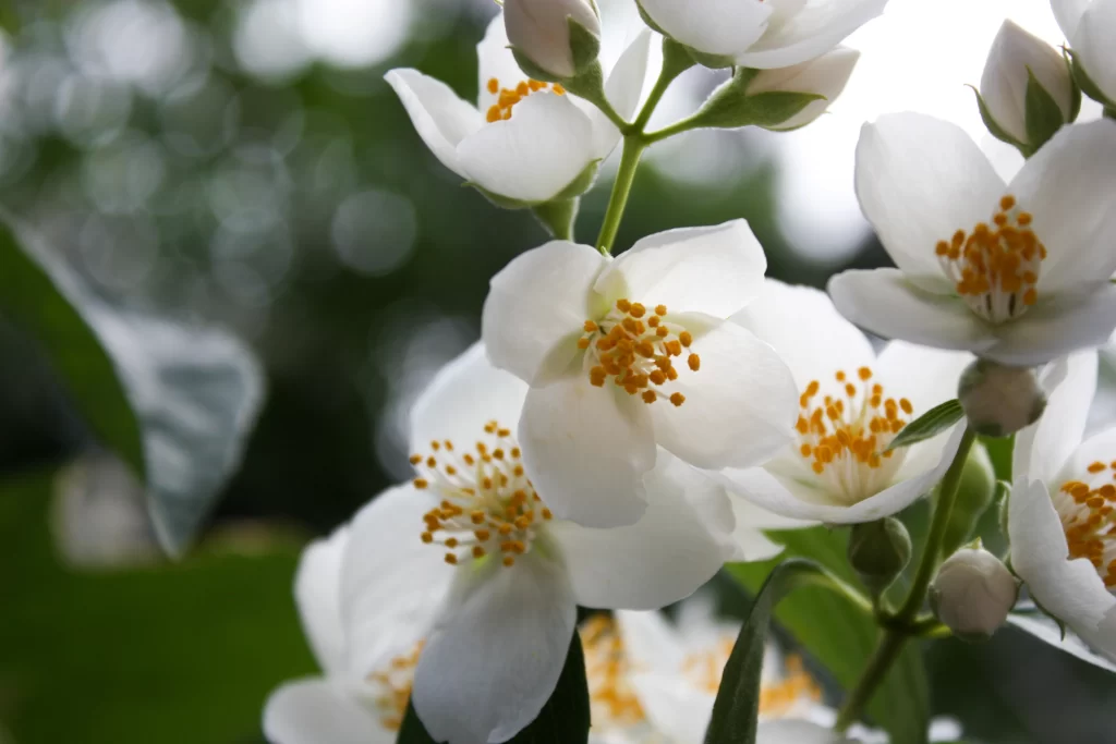 Jasmine White Petals Yellow Stamens Green gray Leaves
