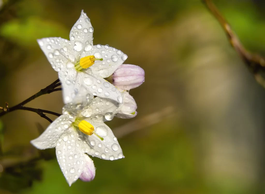Jasmine White Petals Yellow Stamen Dewdrops Green Background