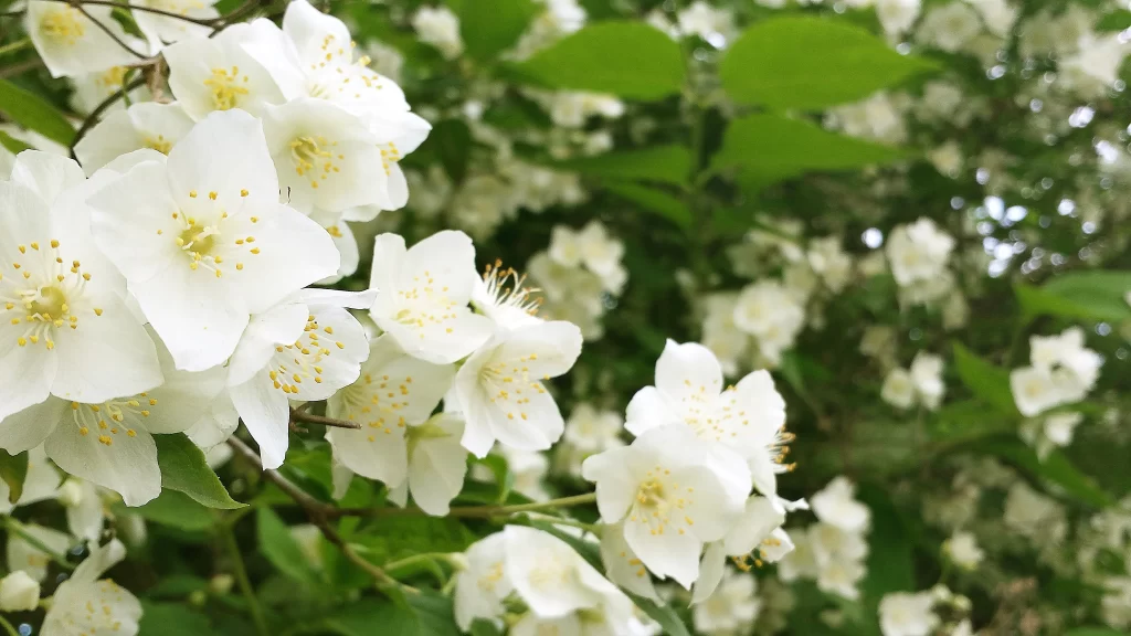 Jasmine White Petals Yellow Stamen Green warm Leaves