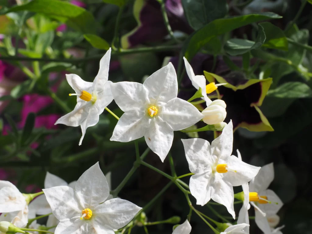 Jasmine White Petals Yellow Center Green gray Leaves