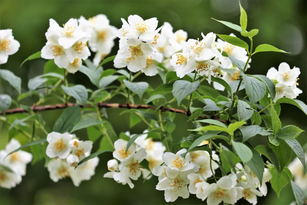 Jasmine White Petals Yellow Center Green warm Leaves