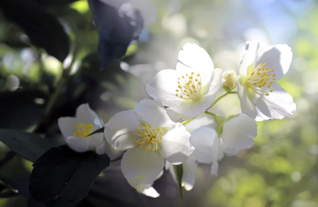Jasmine White Petals Yellow Stamen Green gray Leaves