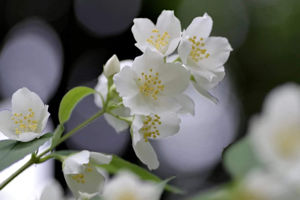 Jasmine White Petals Yellow Stamens Green gray Leaves