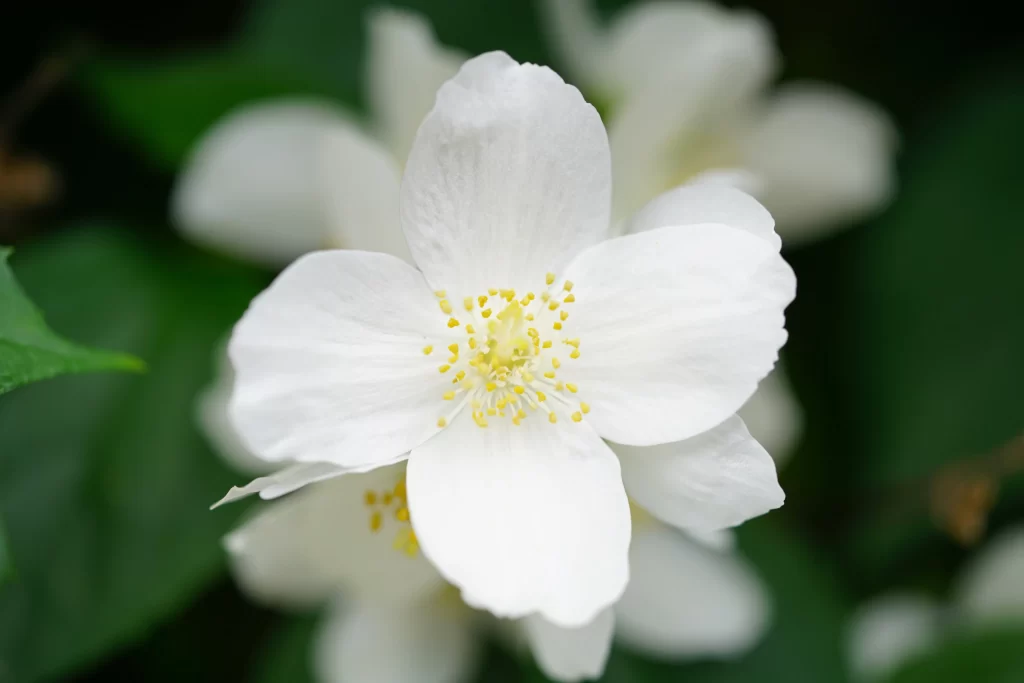 Jasmine White Petals Yellow Stamen Green gray Leaves