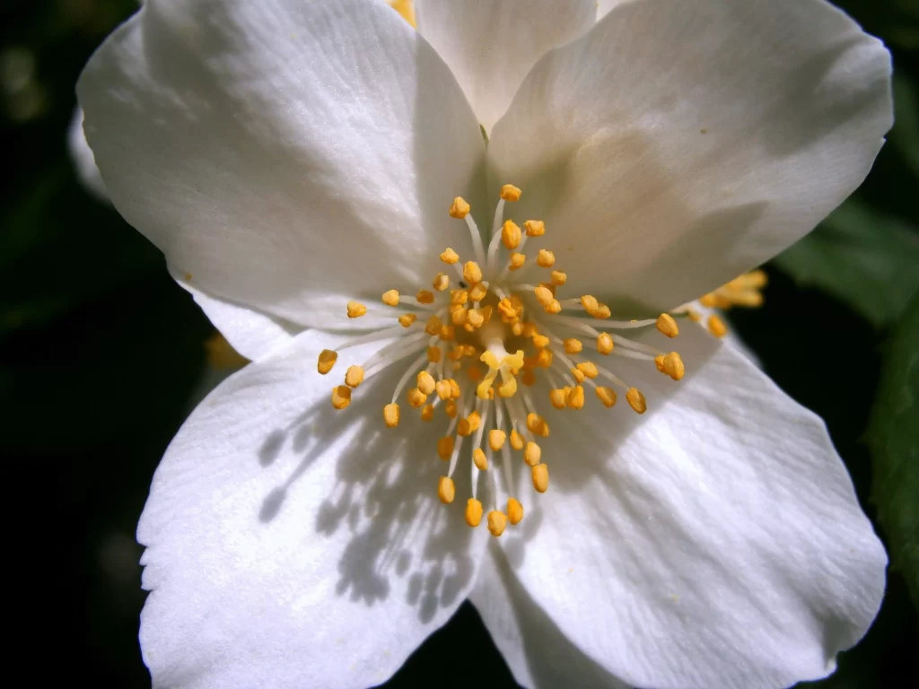 Jasmine White Petals Yellow Stamen Green gray Leaves