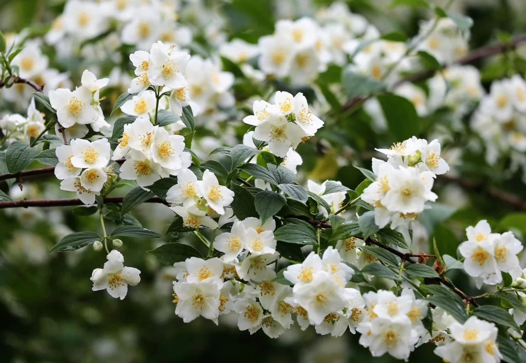 Jasmine White Petals Yellow Center Green gray Leaves