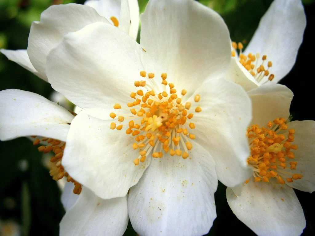 Jasmine White Petals Yellow Stamen Green gray Background