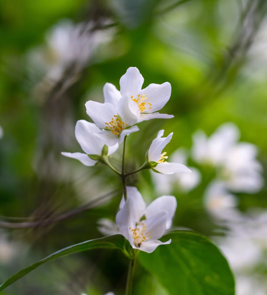 Jasmine White Petals Yellow Stamen Green warm Leaves