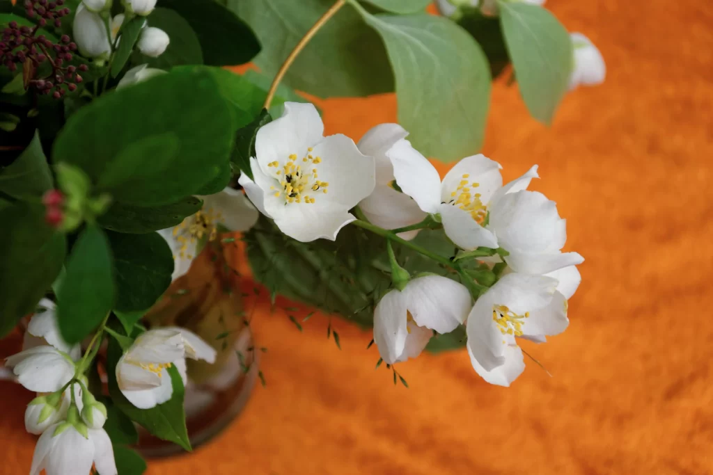 Jasmine White Petals Yellow Stamen Green Leaves Orange Background