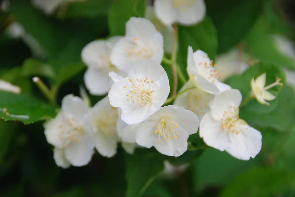 Jasmine White Petals Yellow Stamen Green warm Leaves