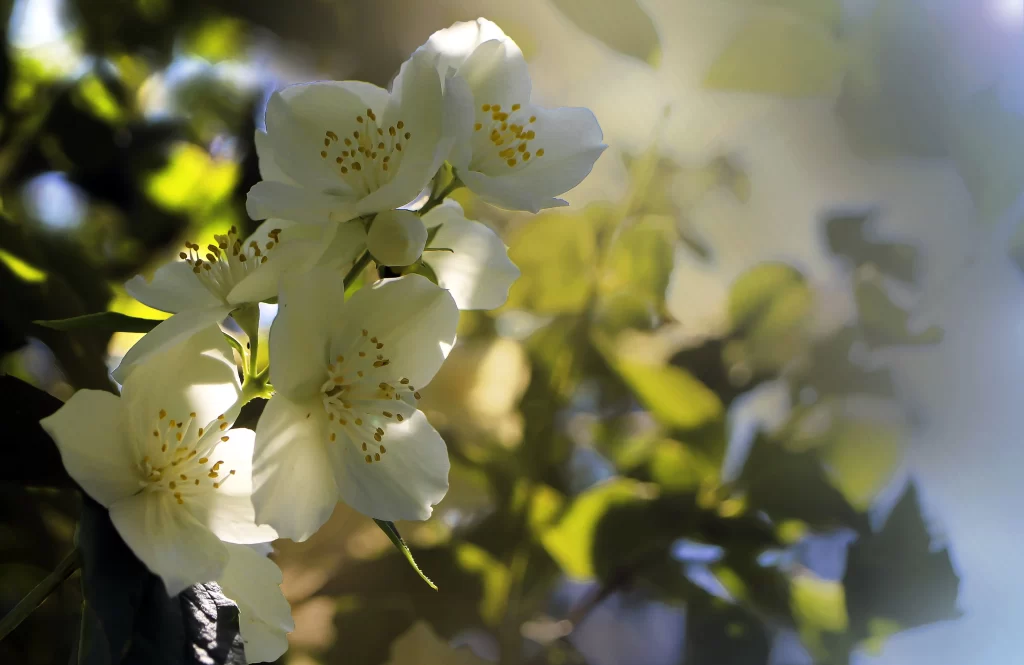 Jasmine White Petals Yellow Stamens Green gray Leaves