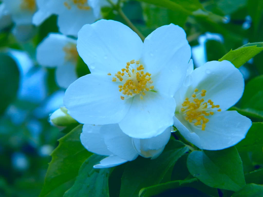 Jasmine White Petals Yellow Stamen Green cool Leaves
