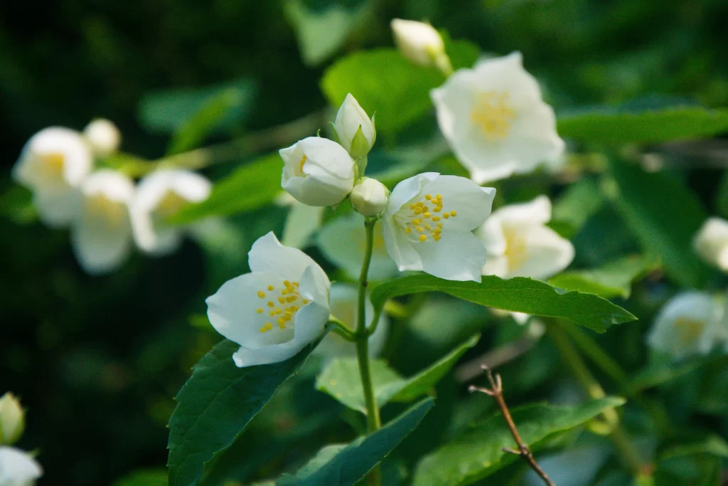 Jasmine White Petals Yellow Stamen Green warm Leaves