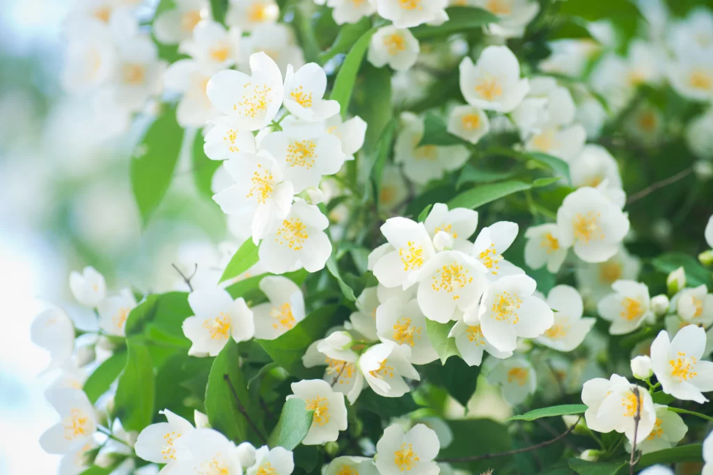 Jasmine White Petals Yellow Center Green Leaves