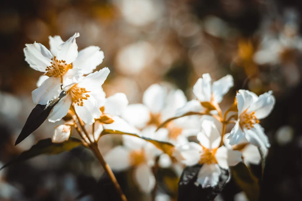 Jasmine White Petals Yellow Stamen Green Leaves