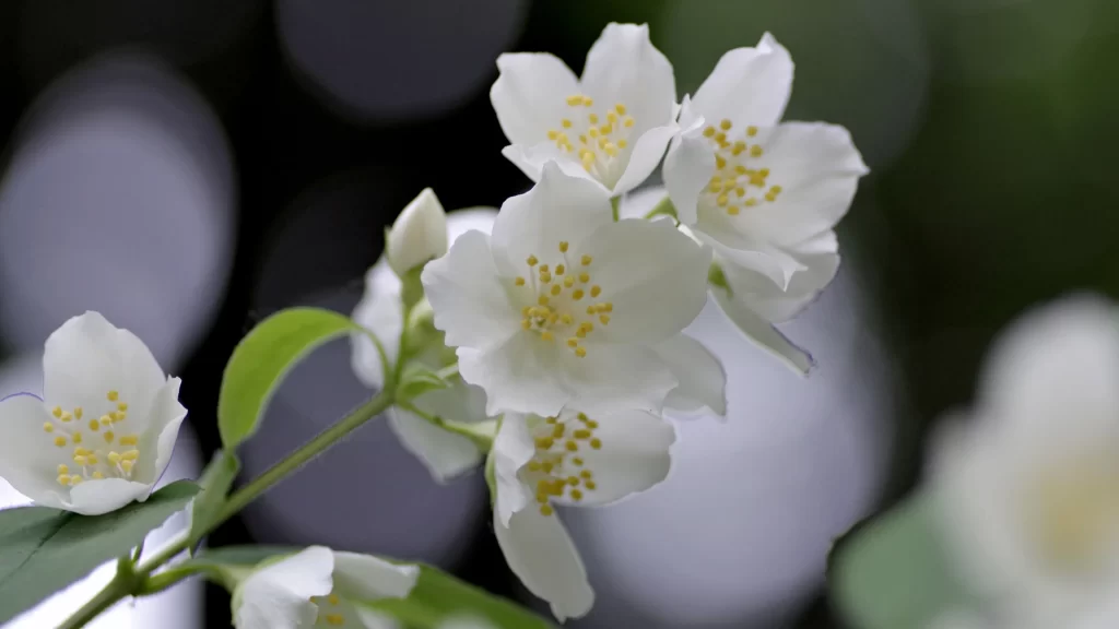 Jasmine White Petals Yellow Stamens Green Leaves
