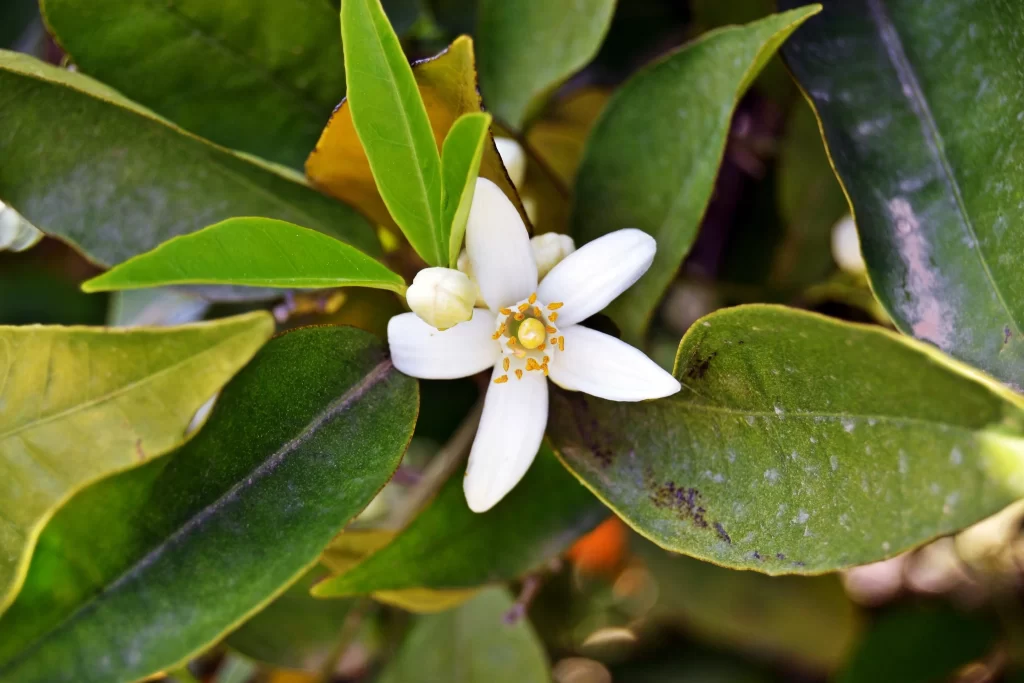 Jasmine White Petals Yellow Center Green Leaves