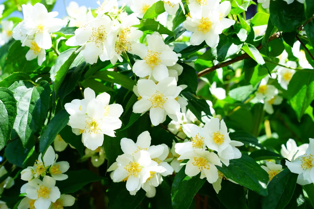 Jasmine White Petals Yellow Center Green Leaves