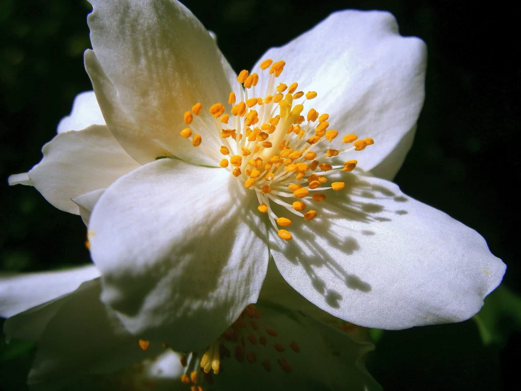 Jasmine White Petals Yellow Stamens Dark Background