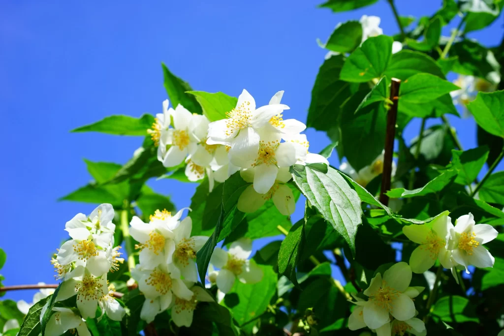 Jasmine White Petals Yellow Stamen Green Leaves Blue Sky
