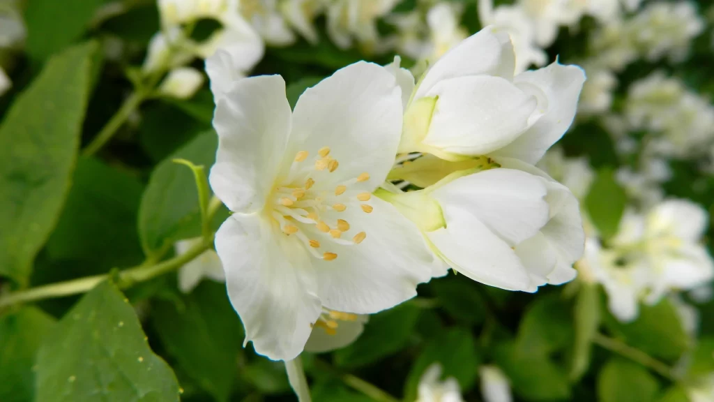 Jasmine White Petals Yellow Stamen Green Leaves