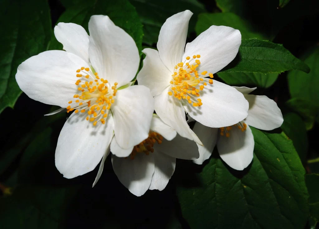 Jasmine White Petals Yellow Stamen Green Leaves