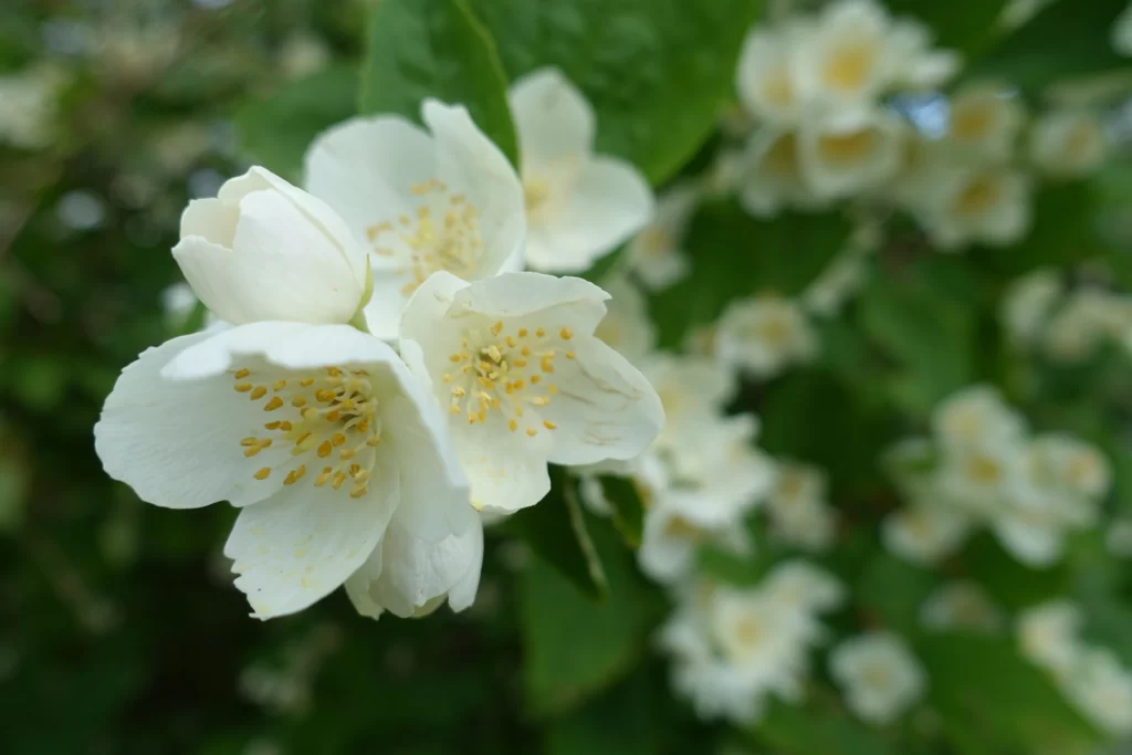 Jasmine White Petals Yellow Stamens Green Leaves